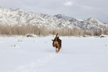 dogs running and playing in the snow