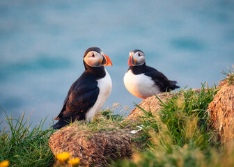 Lovely couple Atlantic Puffin bird or Fratercula Arctica standing on the cliff by coastline on summer in Iceland