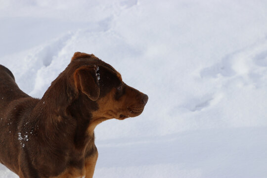 brown dog, on white snow, looking alert