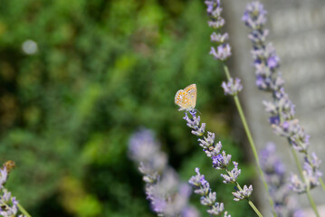 Brown Argus (Aricia agestis) butterfly with closed wings perched on lavender in Zurich, Switzerland