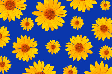 Pattern yellow flower daisies on a blue background. Flowers, top view