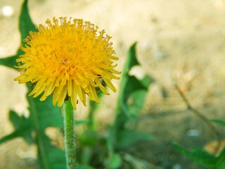 yellow dandelion flower on a hot summer day