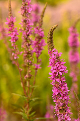 Beautiful close-up of lythrum salicaria