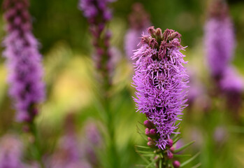 Beautiful close-up of liatris spicata