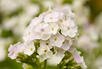 Beautiful close-up of white phlox paniculata flowers