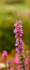 Beautiful close-up of lythrum salicaria