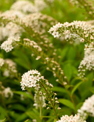 Beautiful close-up lysimachia clethroides, Belgium