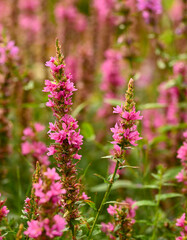 Obraz premium Beautiful close-up of lythrum salicaria