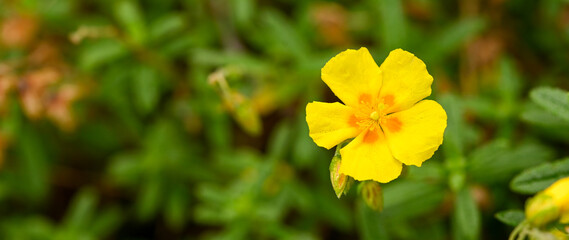 Beautiful close-up of an yellow helianthemum flower