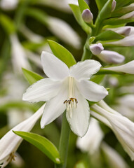 Beautiful close-up of a hosta flower
