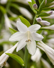 Fototapeta premium Beautiful close-up of a hosta flower
