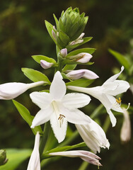 Fototapeta premium Beautiful close-up of a hosta flower