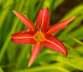 Beautiful close-up of hemerocallis, Belgium