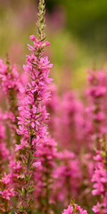 Obraz premium angiosperms, astringent, astringent medicinal herb, bloom, blooming, blossom, botanical, botany, diarrhea, dysentry, eudicots, flora, floral, flower, flowering plant, garden, herbaceous, herbal, homeo