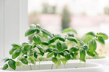 Young green basil grows in white pot on windowsill against background of city. Germinating organic seeds at home, buying greens for healthy eating. Gardening is hobby. Soft selective focus. Copy space
