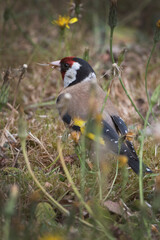 Obraz premium Goldfinch in the long grass