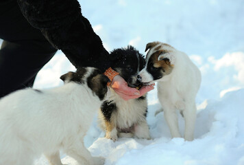 Street stray dog puppies eating from woman hand on the snow in the city park