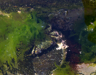 Sea crab hides among green algae at low tide
