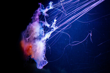 Abstrakcyjna meduza - obrazy, fototapety, plakaty