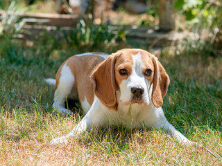 playfull funny beagle dog