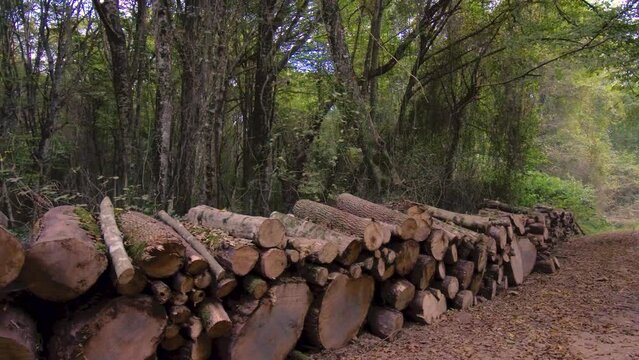 Stacked cutten woods waiting for gathering near a dirt road inside the forest