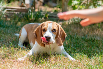 playfull funny beagle dog