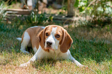 playfull funny beagle dog