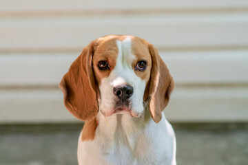 closeup portrait of beagle dog