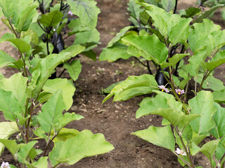 Young eggplant bushes grown with high-growth techniques. Ripe eggplant plants on the plantation.