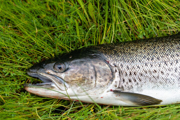 Head of Big Sea trout lying on grass in Norway 