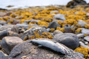 Sea trout on a rock with sea grass covered rocks  in the background in Norway 
