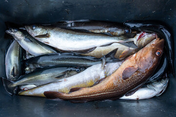 Fish Box full of fresh ocean fish , Sea trout, cod, Pollak , Leng , brown trout, mackerel 