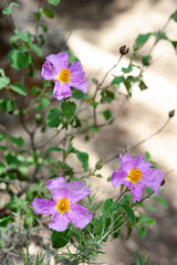 Rosa canina, commonly known as the dog rose, is a wild plant with sweet scented flowers.