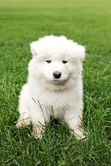 Fluffy Little Samoyed Puppy Dog