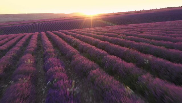 Lavender fields herb farm, aerial drone fly. Beautiful purple flowers at sunset. Sustainable, regional organic cultivation. Provence region, France