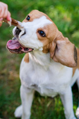 Portrait of a cute beagle dog on a green lawn
