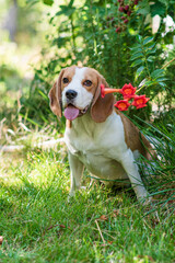 Portrait of a cute beagle dog on a green lawn