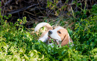 Portrait of a cute beagle dog on a green lawn