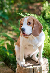 Portrait of a cute beagle dog on a green lawn