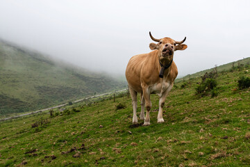 Cow mooing in the bush