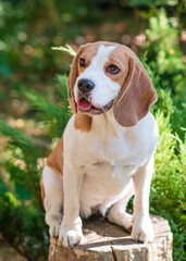 Portrait of a cute beagle dog on a green lawn