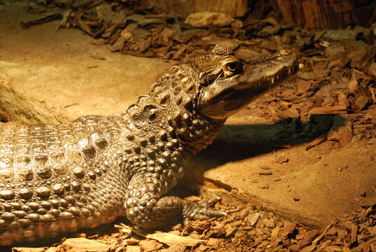 little crocodile in the conditions of the zoo