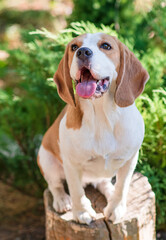 Portrait of a cute beagle dog on a green lawn