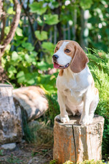 Portrait of a cute beagle dog on a green lawn