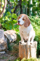 Portrait of a cute beagle dog on a green lawn