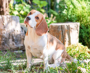 Portrait of a cute beagle dog on a green lawn