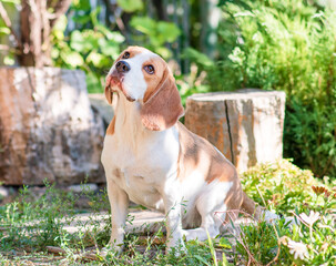 Portrait of a cute beagle dog on a green lawn