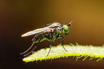 Fly