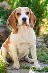 Portrait of a cute beagle dog on a green lawn