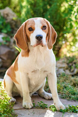 Portrait of a cute beagle dog on a green lawn